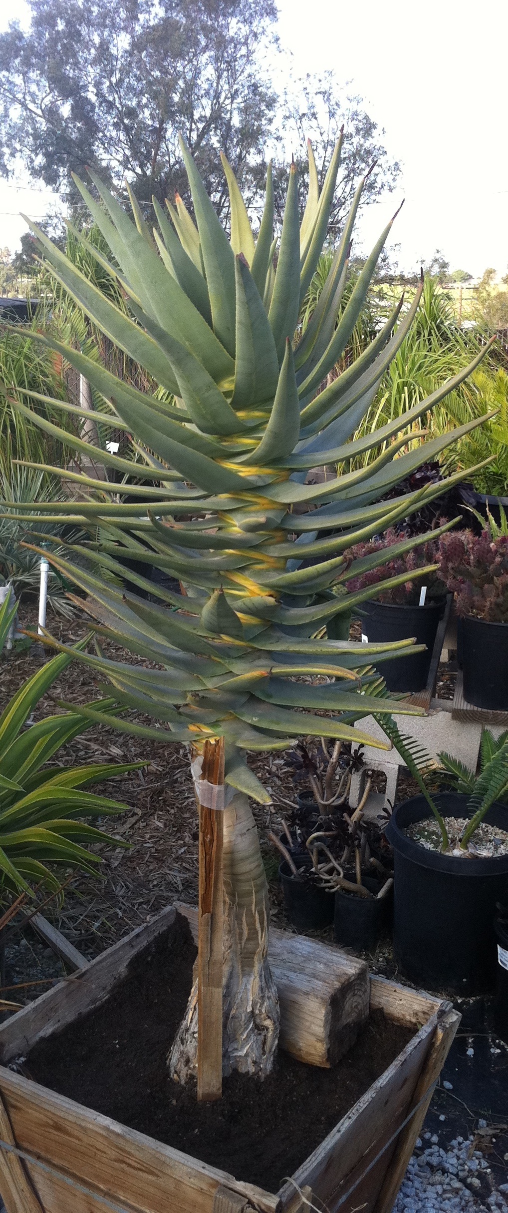 Tree Aloes For Sale PalmTalk